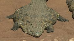 two alligators are laying on the ground together