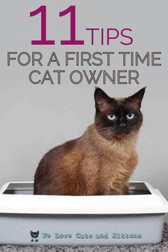 a cat sitting in a litter box with the title 11 tips for a first time cat owner