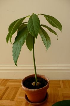 a small potted plant sitting on top of a hard wood floor