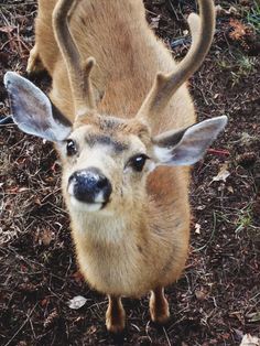 a deer with antlers standing on top of some grass and mulch covered ground