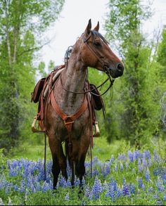 a brown horse standing on top of a lush green field filled with blue flowers and trees