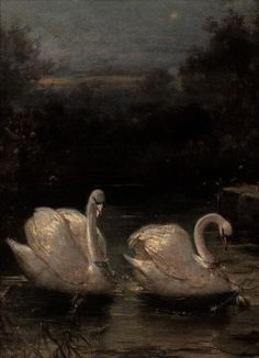 two white swans swimming in the water