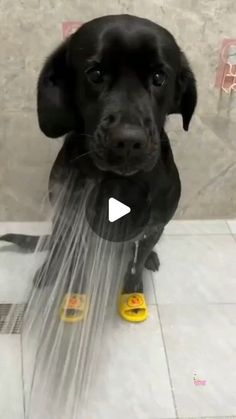 a black dog sitting in the shower with water coming out of it's mouth