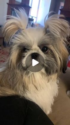 a small dog sitting on top of a couch