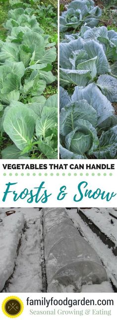 vegetables that can handle fresh and snow are growing in the garden with text overlay