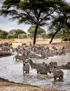 a large group of zebras are standing in the water near some trees and bushes