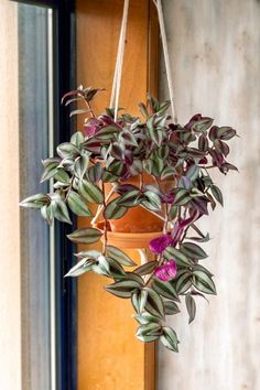 a hanging potted plant with purple flowers