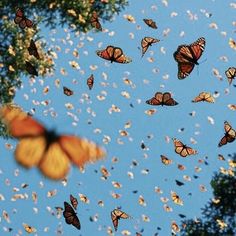 a group of butterflies flying through the air