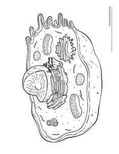 an animal cell is shown in this black and white illustration, with the cells attached to it