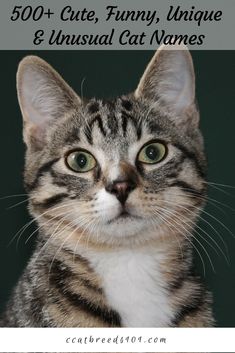 a close up of a cat with the words 500 + cute, funny, unique and unusual cat names