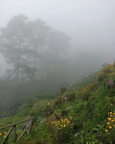 a hillside covered in fog and flowers