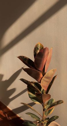 a potted plant in front of a wall with the shadow of a person's hand on it