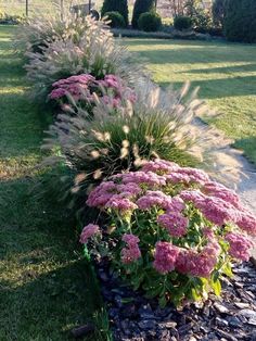 some pink flowers and green grass in a garden