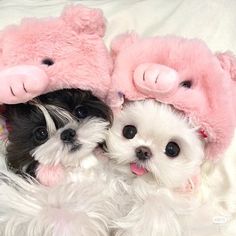 two small dogs laying next to each other with stuffed animals on their heads and noses