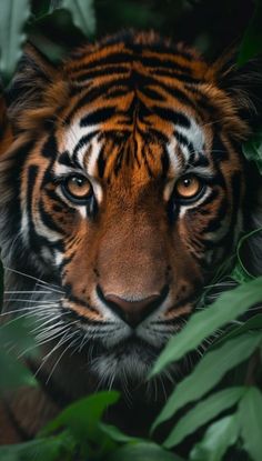 a close up of a tiger's face surrounded by leaves