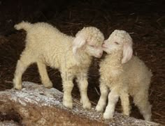 two baby lambs standing next to each other on top of a pile of hay