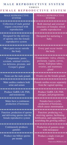 two different types of female reproductional and male reproductional systems, each with the same description