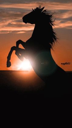 the silhouette of a horse is shown at sunset