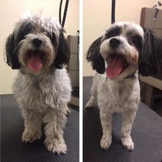 two pictures of a dog sitting on top of a table with its tongue hanging out