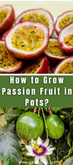 how to grow passion fruit in pots?