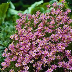 purple flowers are blooming in the garden