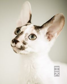 a white and black cat looking up at the camera