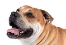 a brown and white dog with its tongue out