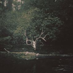 a deer with large antlers standing in the middle of a forest next to a body of water