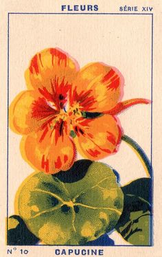 an image of a flower on a postcard with the words fleurrs written in french