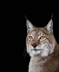 a close up of a cat on a black background