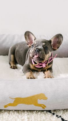 a small gray dog laying on top of a white bed next to a yellow and black pillow