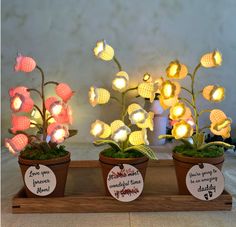 three potted plants with lights in them