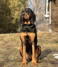 a large black and brown dog sitting on top of a grass covered field next to a house