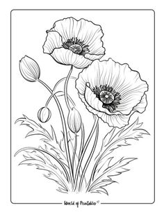 an ink drawing of two poppies in black and white