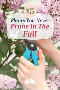 A woman pruning a large lilac bush with light purple lilac flowers in it Cold Weather Plants, Pruning Shrubs, Spring Blooming Flowers, Pruning Plants, Fall Clean Up, Starting A Vegetable Garden, Starting A Garden, Garden Maintenance