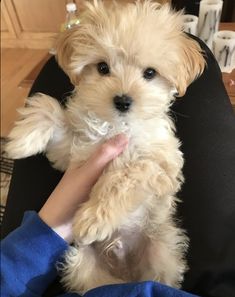 a small white dog sitting on top of a person's lap next to a black chair