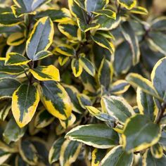 a bush with yellow and green leaves