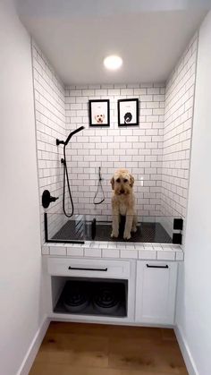 a small dog sitting on top of a sink in a white tiled room with wood floors