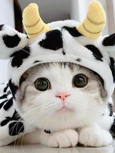 a cat wearing a cow costume laying on top of a table