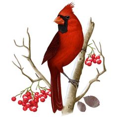 a red bird sitting on top of a tree branch next to berries and the words happy sunday