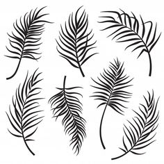 the silhouettes of palm leaves on a white background