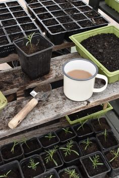 several trays filled with dirt and plants on top of a wooden table next to a white mug