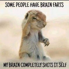 Just about sums me up Chronic Illness Humor, Illness Humor, A Meme, My Brain, Animal Jokes