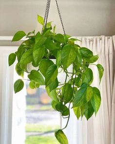 a green plant hanging from a chain in front of a window