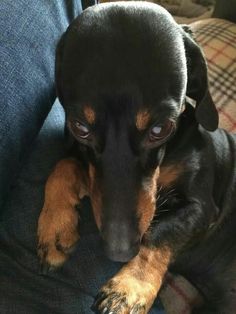 a small black and brown dog laying on top of a person's lap in a chair