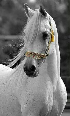 a white horse wearing a yellow ribbon around its neck