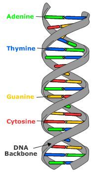 the structure of a double - stranded, multi - stranded human genenaphane