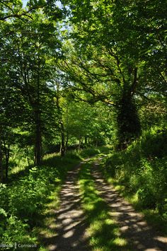 a dirt road surrounded by green trees and grass in the middle of a wooded area