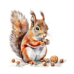 a watercolor painting of a squirrel eating nuts