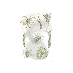 an illustration of air plants in various stages of growth on a white background with green leaves